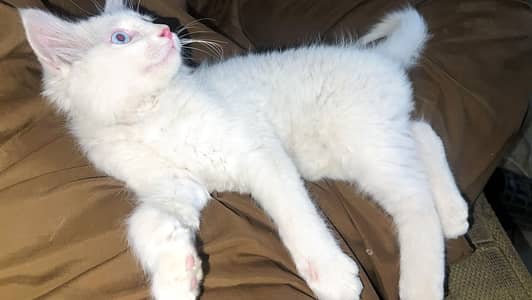 Pure Persian Cat for Sale – Healthy & Cute