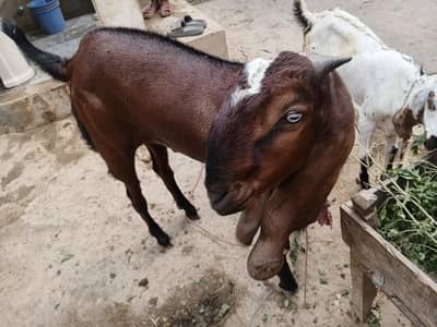 Bakra for Qurbani