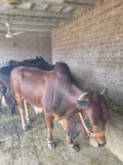 Bulls for Sale - Eid ul Azhar 2026