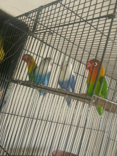 Love birds and Buggies
