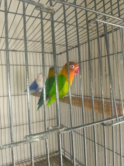 Love birds