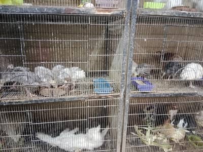 Turkey  chicks available location vehari