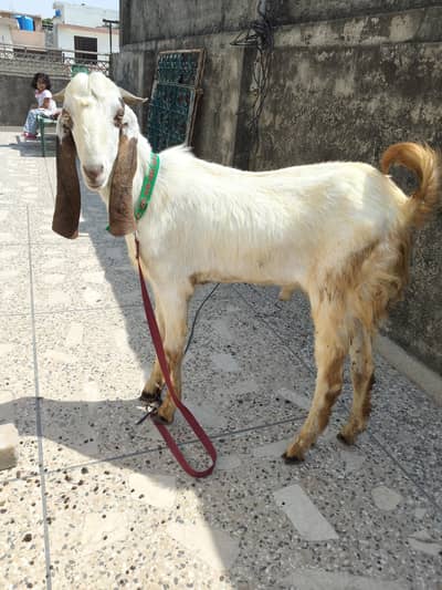 donda Bakra for qurbani 2026