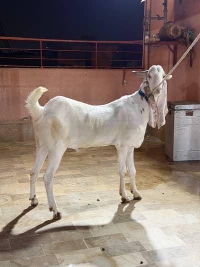 Male Khassi gulabi for sale