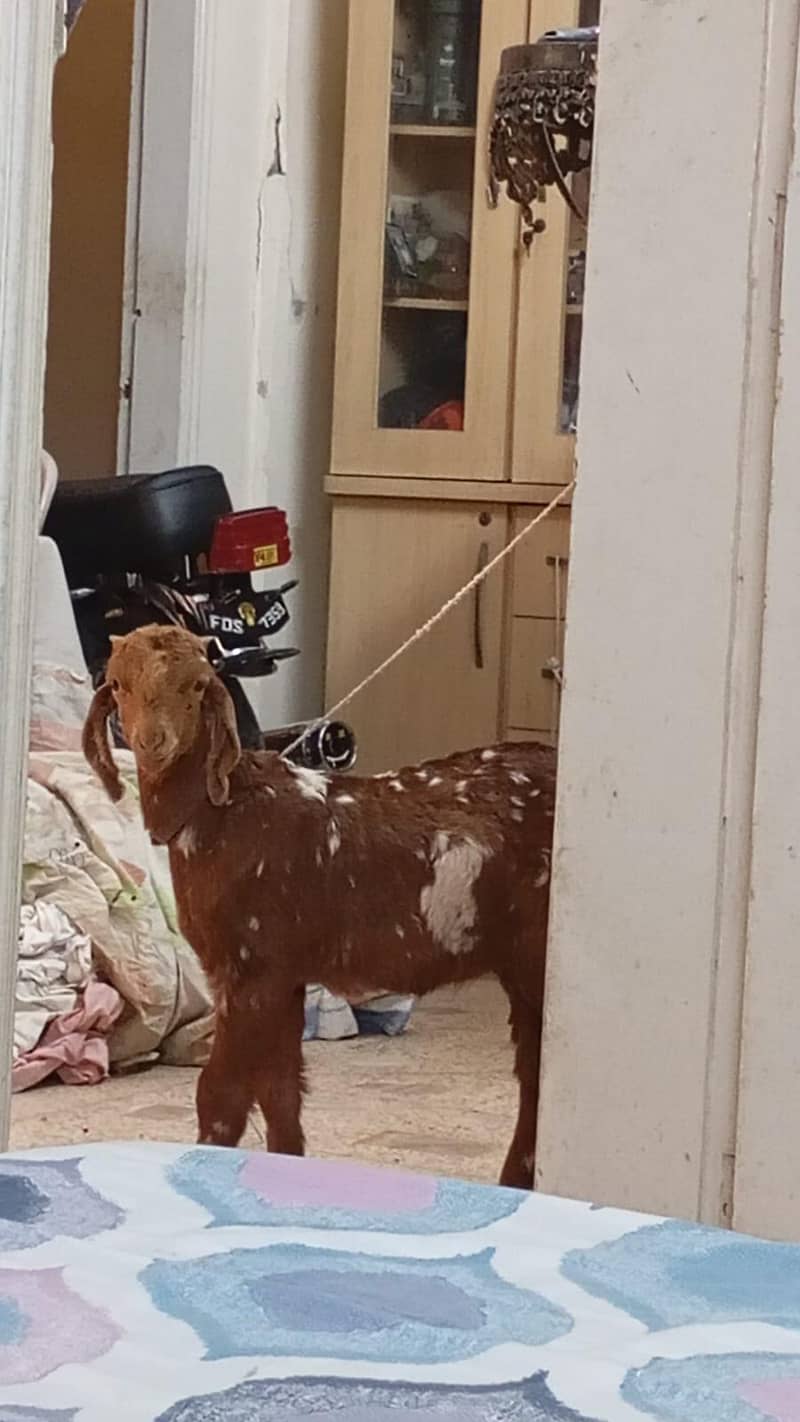 bakra 0