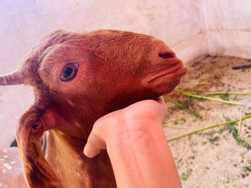 bakra 1