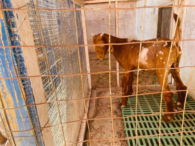 bakra 2