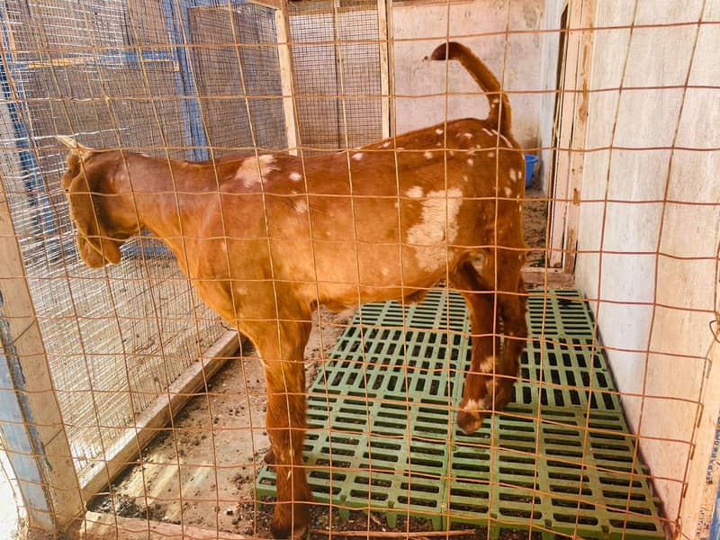 bakra 3