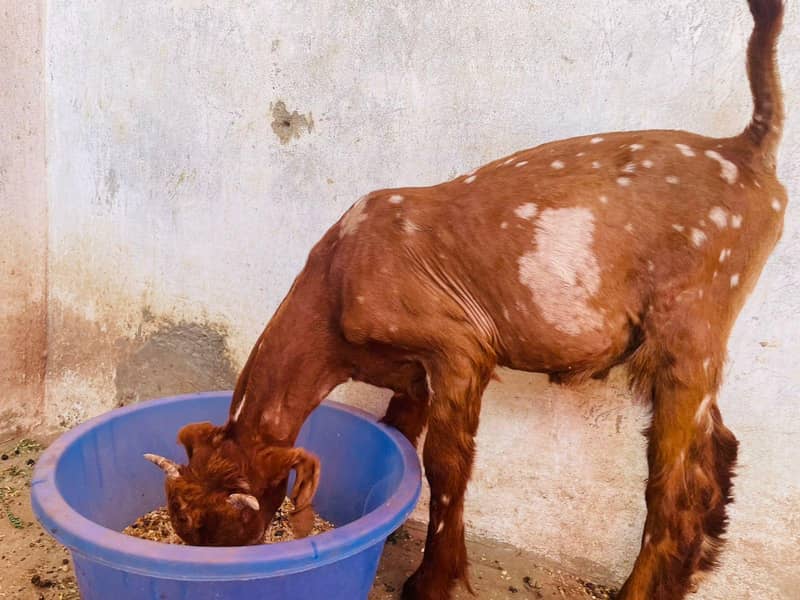 bakra 4