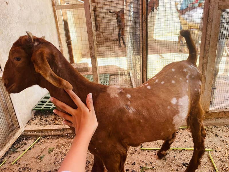 bakra 6