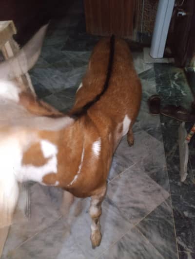 qurbani 2026 03069730167 kubsorat wazni bkry