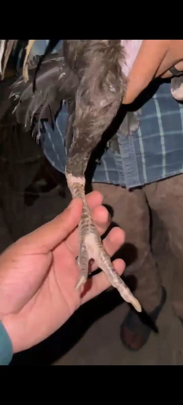 Rs 1500kg se le jao pure aseel phatta for sale ha — photo 11