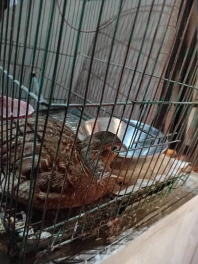 teetar male breeder