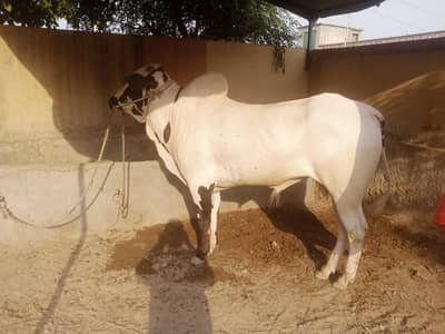 fateh jehagi janwar Dhonda quarbani kay laye available hai