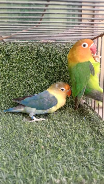 breader pair