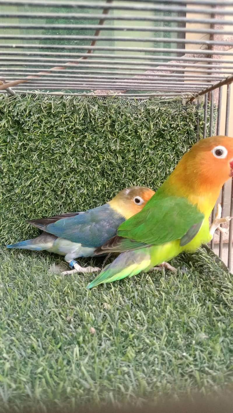 breader pair 1