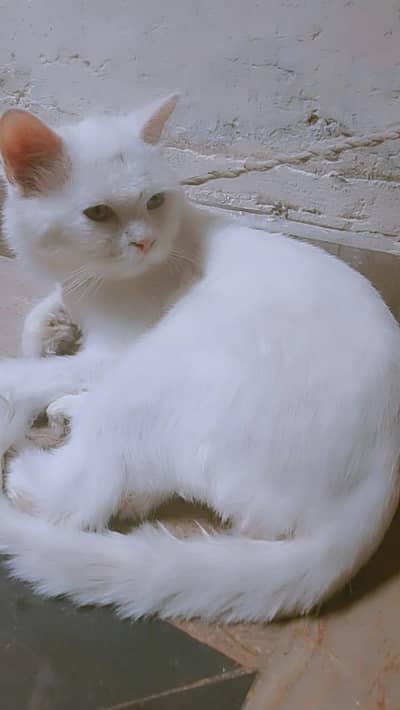 persion cat age 9 month