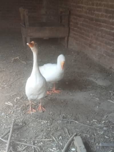 duks for sale