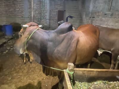bull For sale video are available of bull