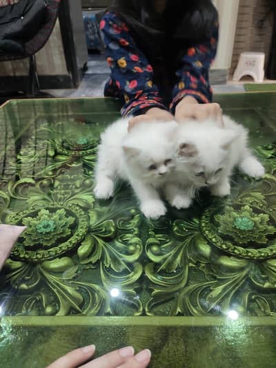 Beautiful cat for sale