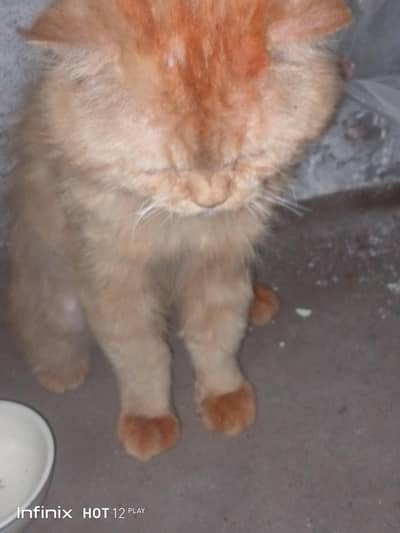 Healthy active male cat