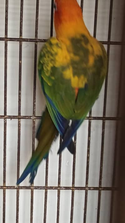 sun conure