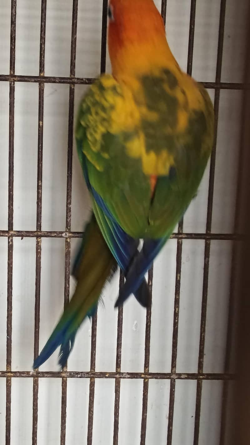 sun conure 0