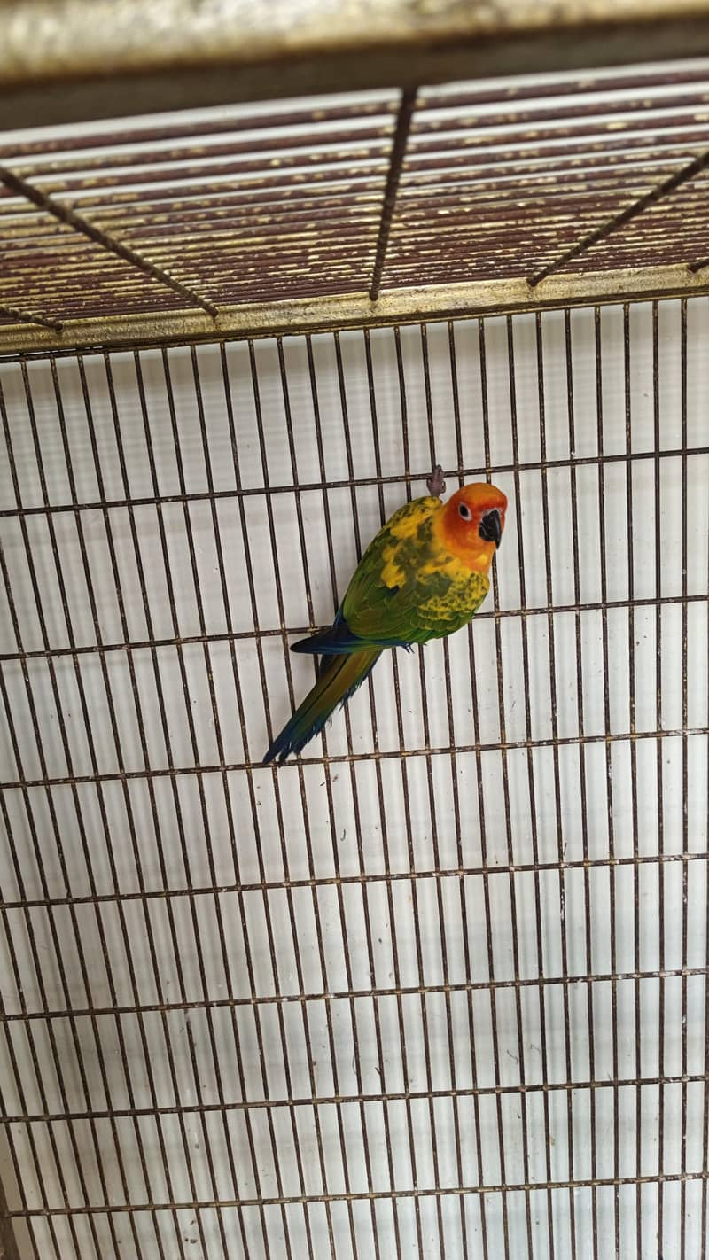 sun conure 1
