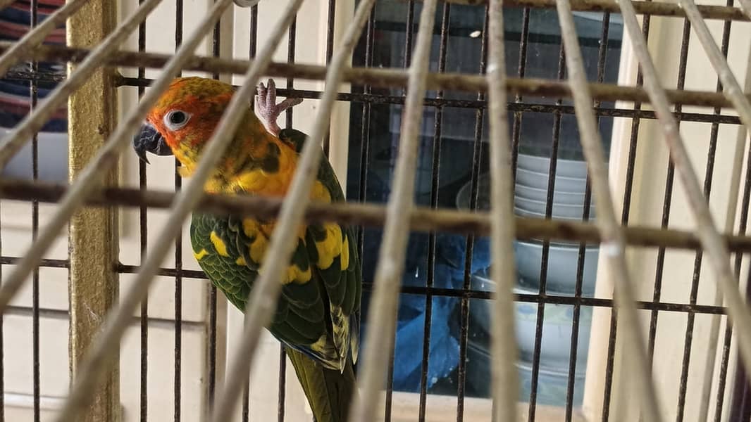 sun conure 2