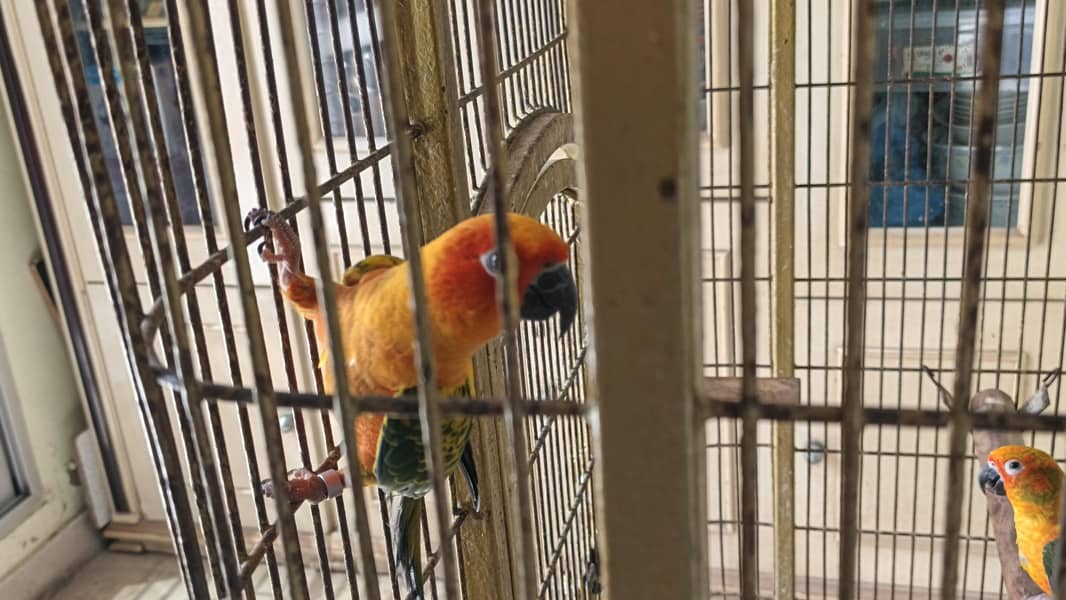 sun conure 3