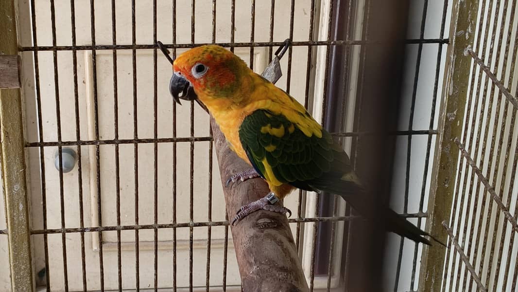 sun conure 4