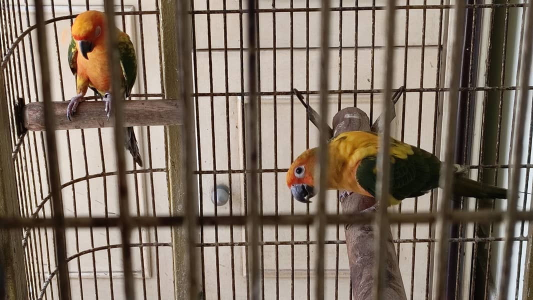 sun conure 5