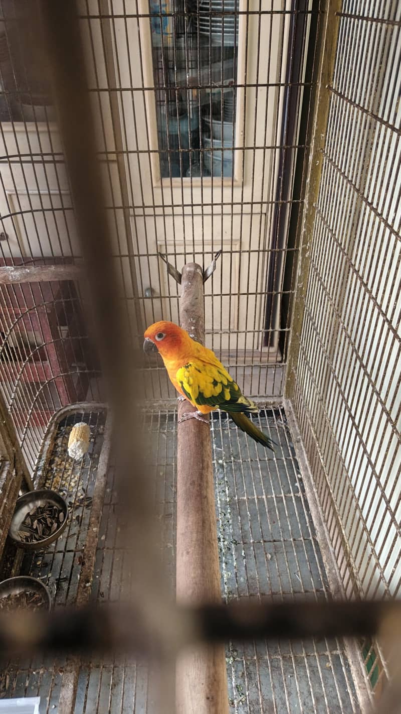 sun conure 6