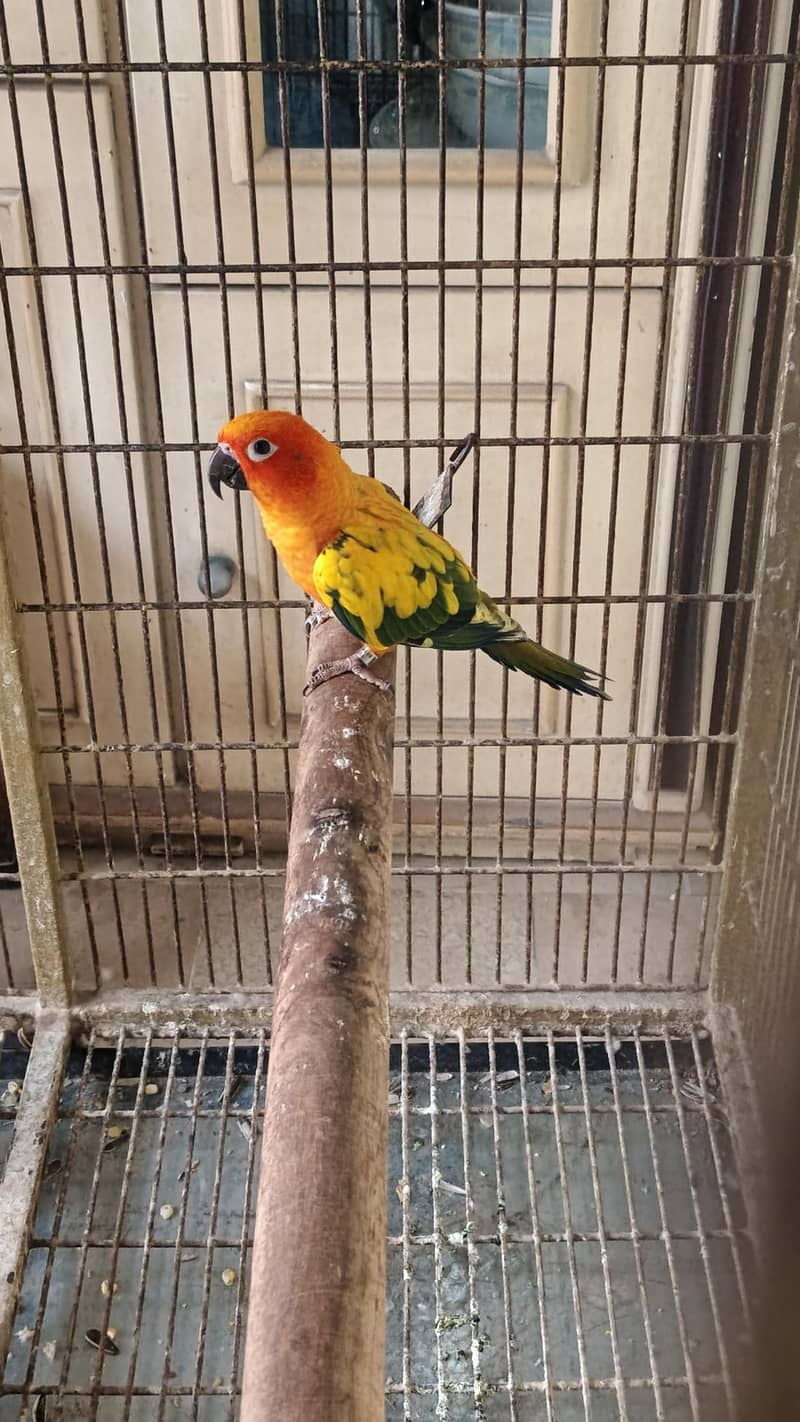 sun conure 7