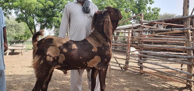 bakra for sale