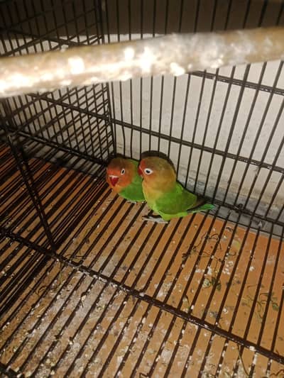 breeder
