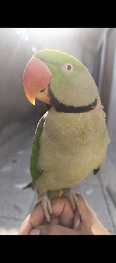 Raw parrot for sale