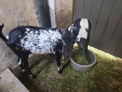 donda desi  bakra avaialable for sale