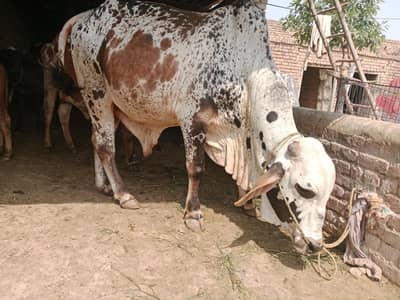 بیل برائے فروخت