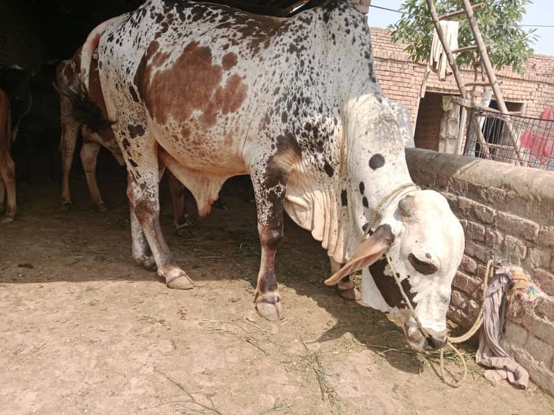 بیل برائے فروخت 0