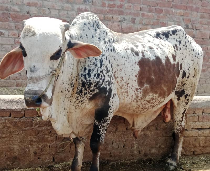 بیل برائے فروخت 1
