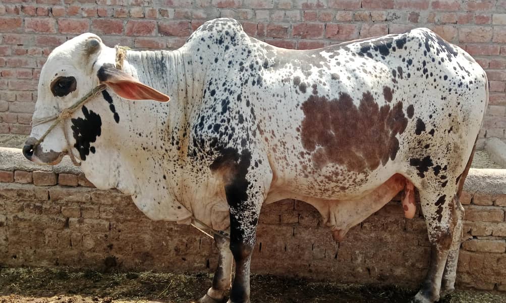 بیل برائے فروخت 2