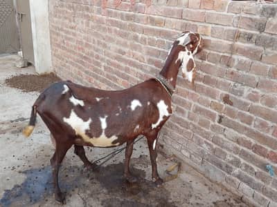 goat for sale