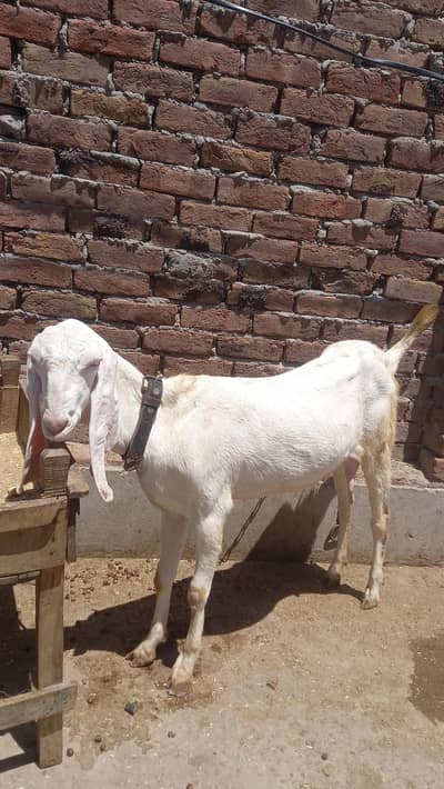 1 rajanpuri female with female kid. 03007655565