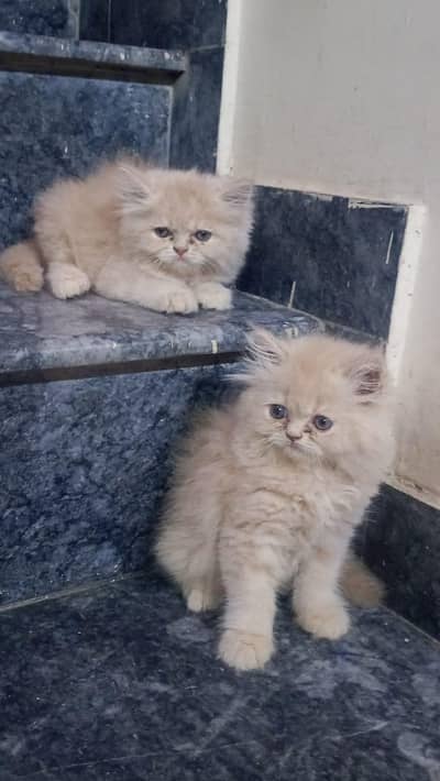 Xpunch face kitten pair available 03234102419