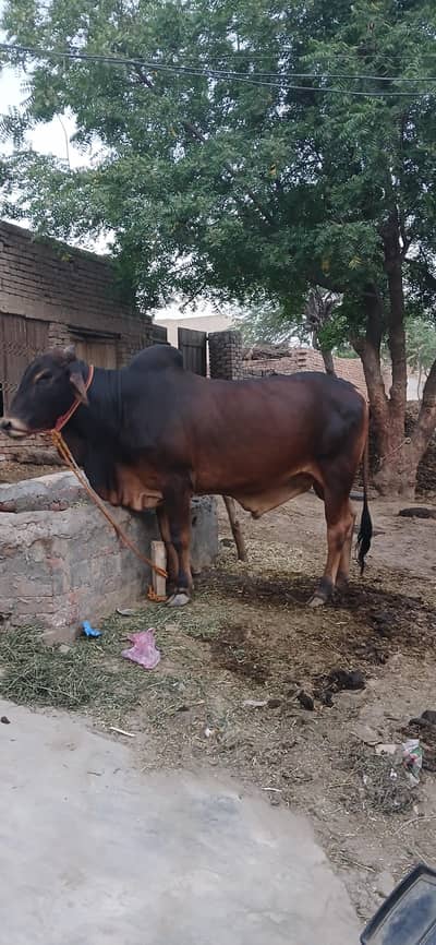 Bachra For Sale 4 dant 2026  weight 5.5 man  price 350000