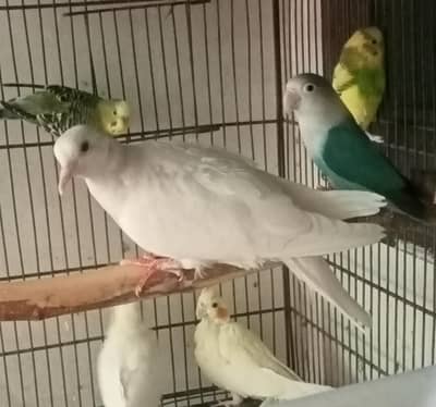cocktail love bird white dive parrots birds all sale