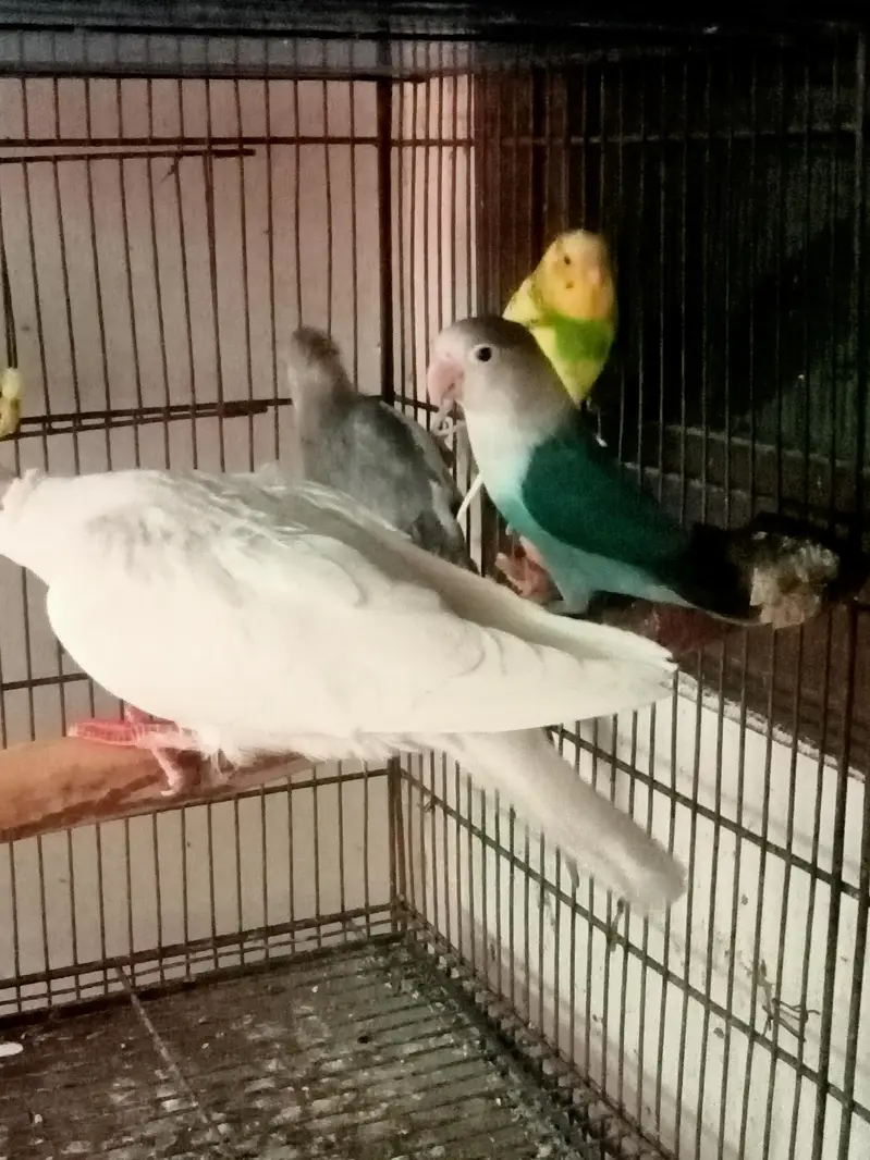 cocktail love bird white dive parrots birds all sale — photo 2