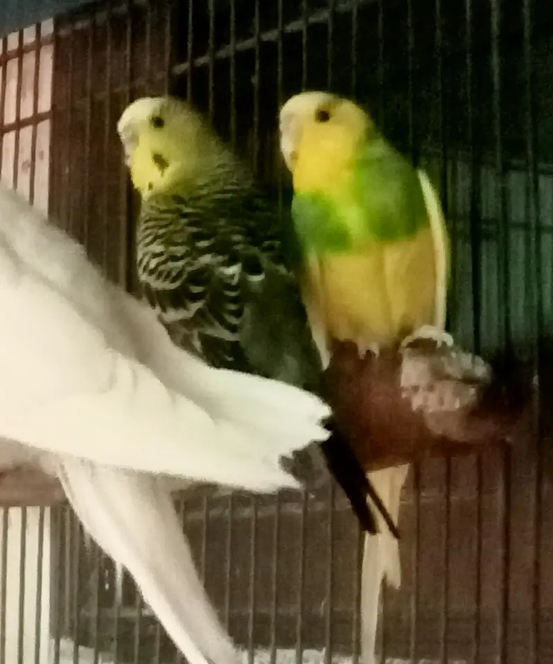 cocktail love bird white dive parrots birds all sale — photo 3