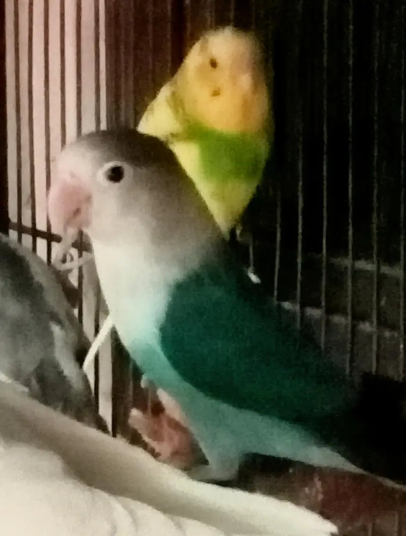 cocktail love bird white dive parrots birds all sale — photo 4